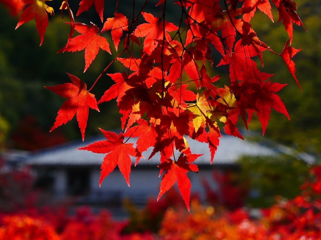 P1030487：永観堂＜京都の紅葉＞_R