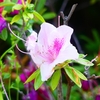 P4960214：ツツジ_R