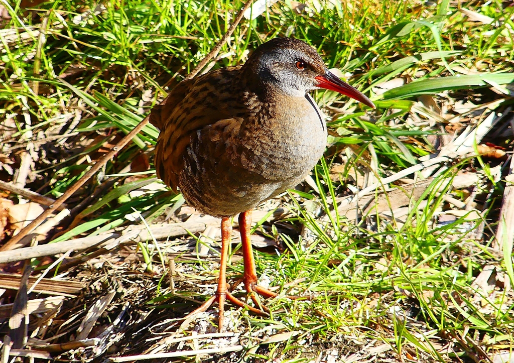 P1730071：クイナ_R