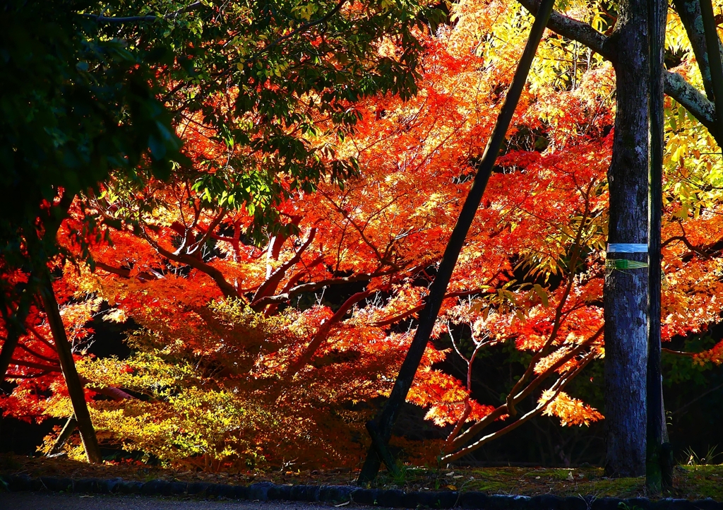 P4510436：紅葉_R