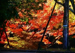 P4510436：紅葉_R