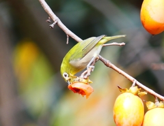 P1780581：メジロ_R