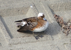 P1580121：頭が白いヒドリガモ_R