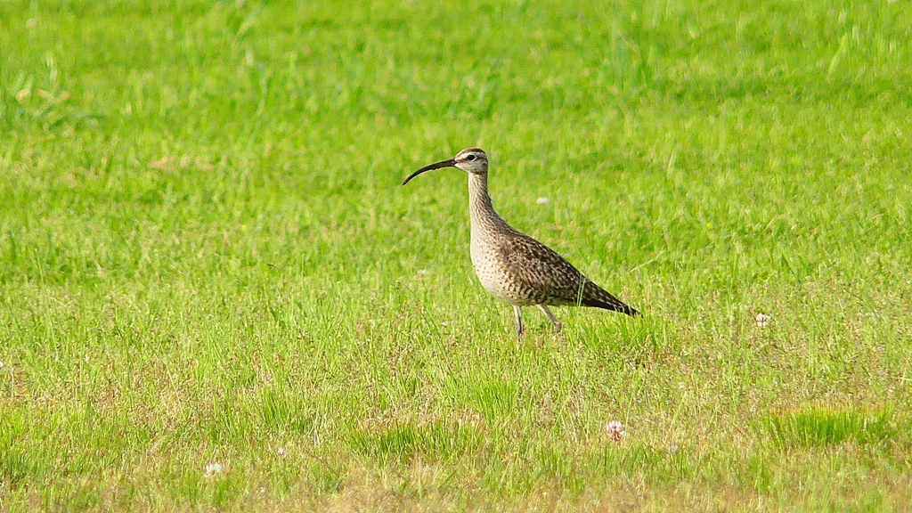 P4060750：チュウシャクシギ_R