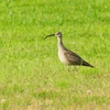 P4060750：チュウシャクシギ_R
