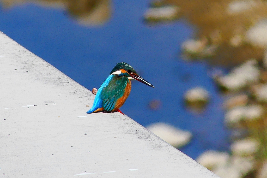 P4780714：カワセミ（オス）_R