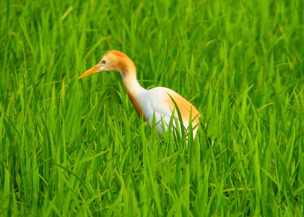 P1050731：アマサギ_R