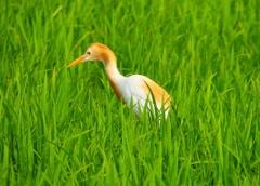 P1050731：アマサギ_R