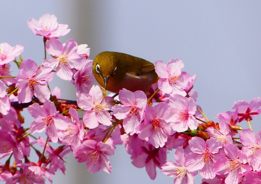 P1900041：河津桜にメジロ_R
