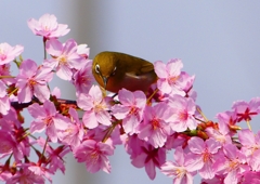 P1900041：河津桜にメジロ_R