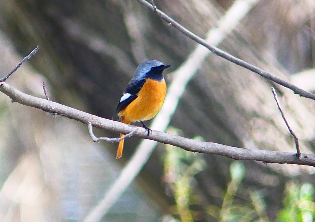 P1330623：ジョウビタキ（オス）_R