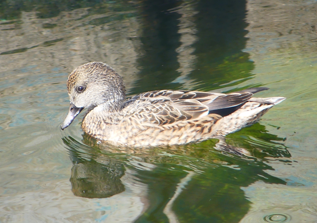 P1590124：ヨシガモ_R