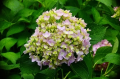 P4170706：紫陽花_R