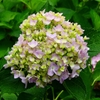 P4170706：紫陽花_R