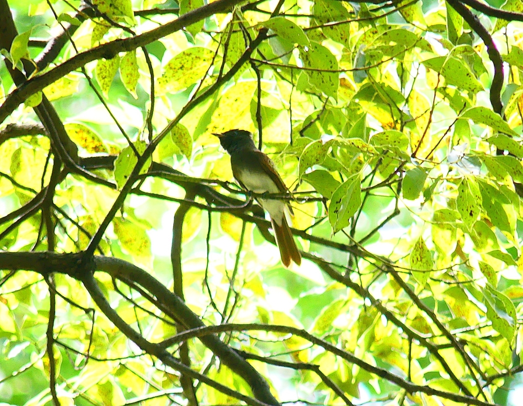 P4350520：サンコウチョウ_R