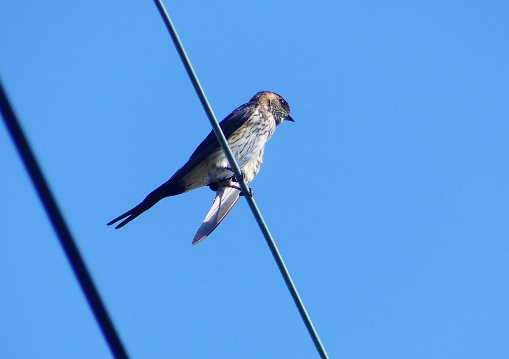 P1180528：コシアカツバメ_R