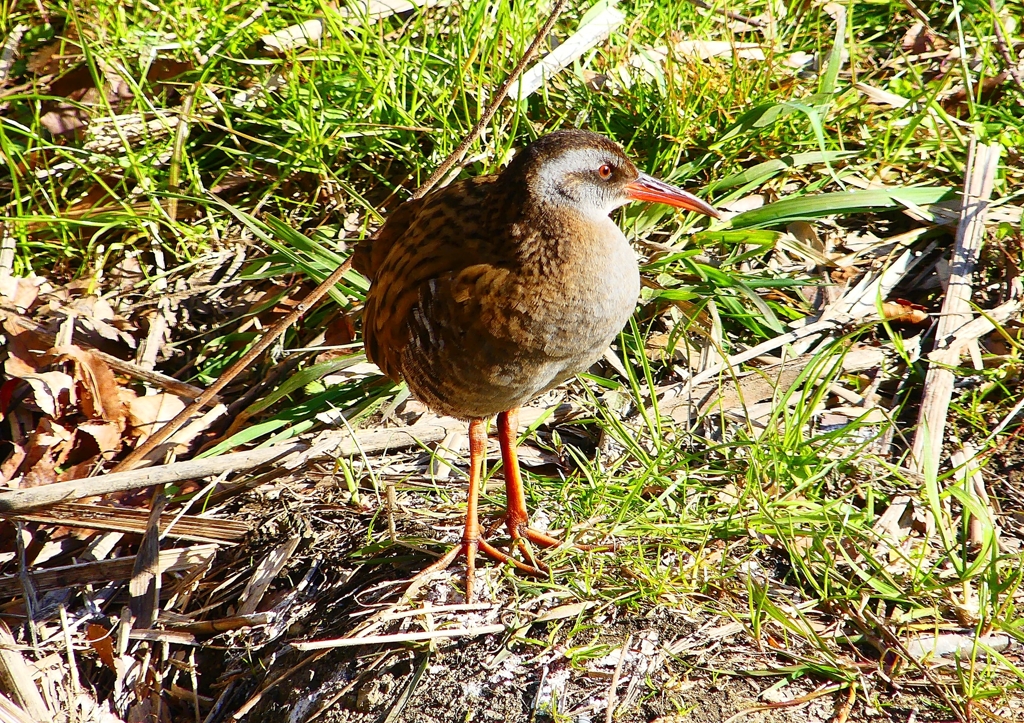 P1730076：クイナ_R