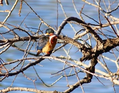 P3760470：カワセミ（メス）_R