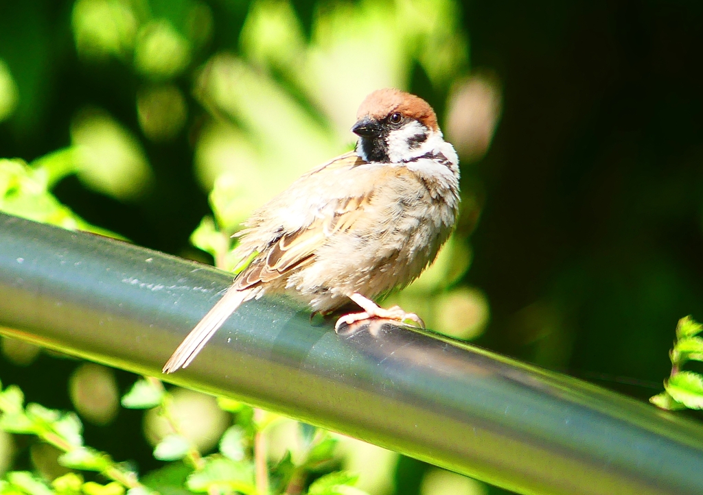 P2000987：スズメ_R