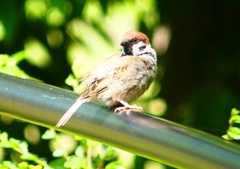 P2000987：スズメ_R