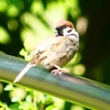 P2000987：スズメ_R