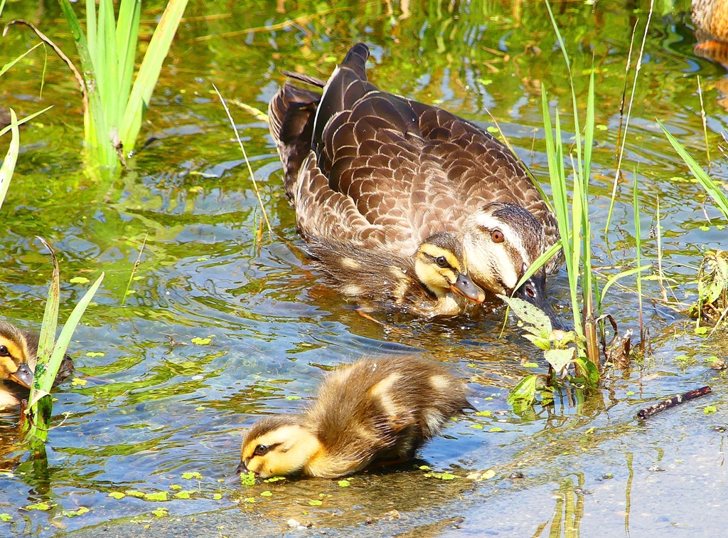 P1000552：カルガモ親子_R