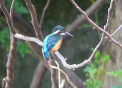 P1020416：カワセミ（オス）_R
