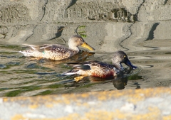 P1630539：ハシビロガモ_R
