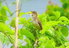 P4980776：オオヨシキリ_R