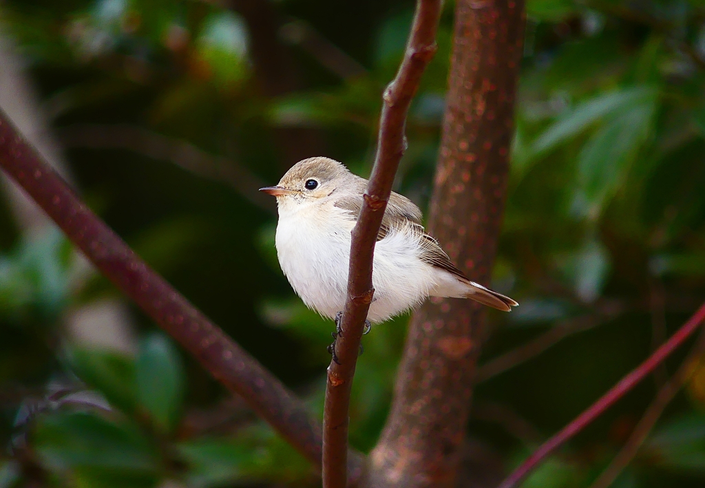 P4700080：ニシオジロビタキ_R
