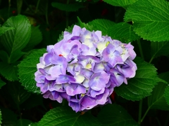 P4170851：紫陽花_R