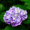 P4170851：紫陽花_R