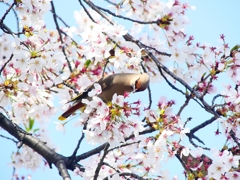 P4000253：桜にキレンジャク_R