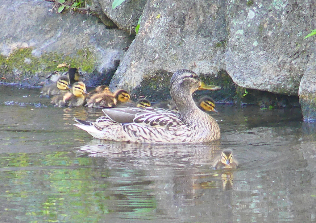 P2020338：マガモ親子_R