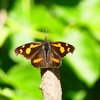 P4110155：テングチョウ_R