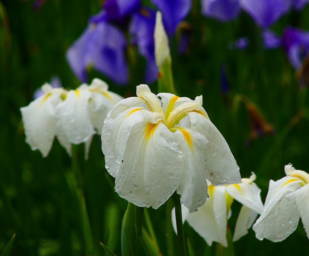P4170692：菖蒲_R