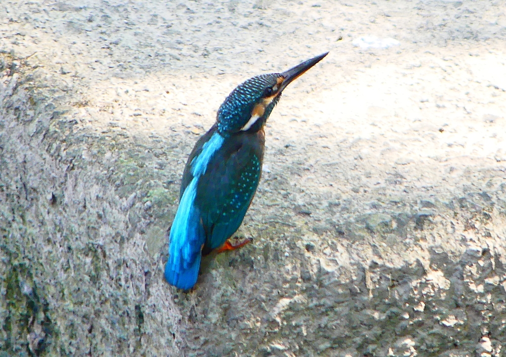 P1280563：カワセミ（メス）_R