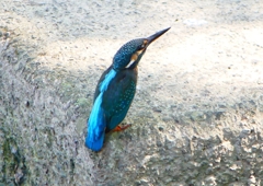 P1280563：カワセミ（メス）_R
