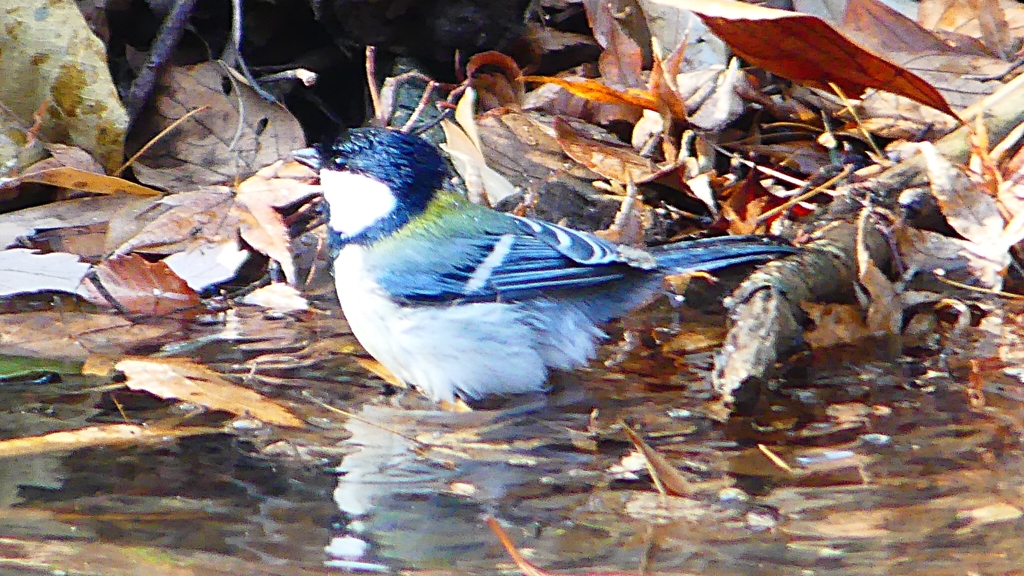 P1670034：シジュウカラ_R