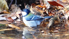 P1670034：シジュウカラ_R