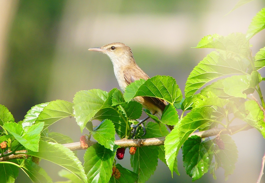 P4990466：オオヨシキリ_R