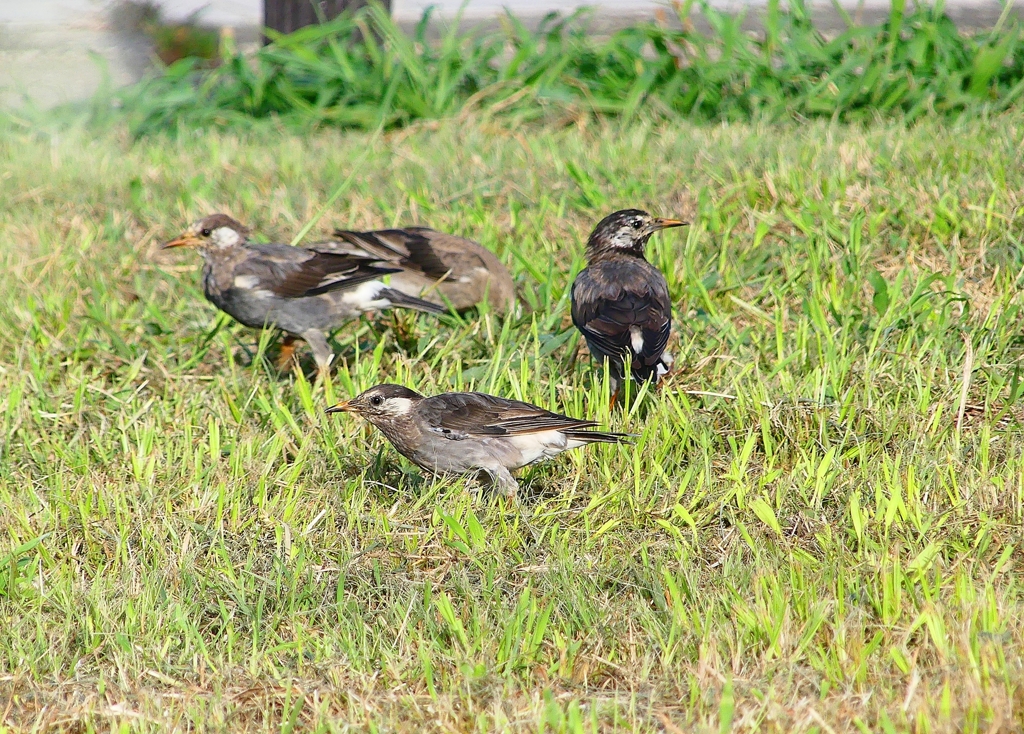 P4310157：ムクドリ_R
