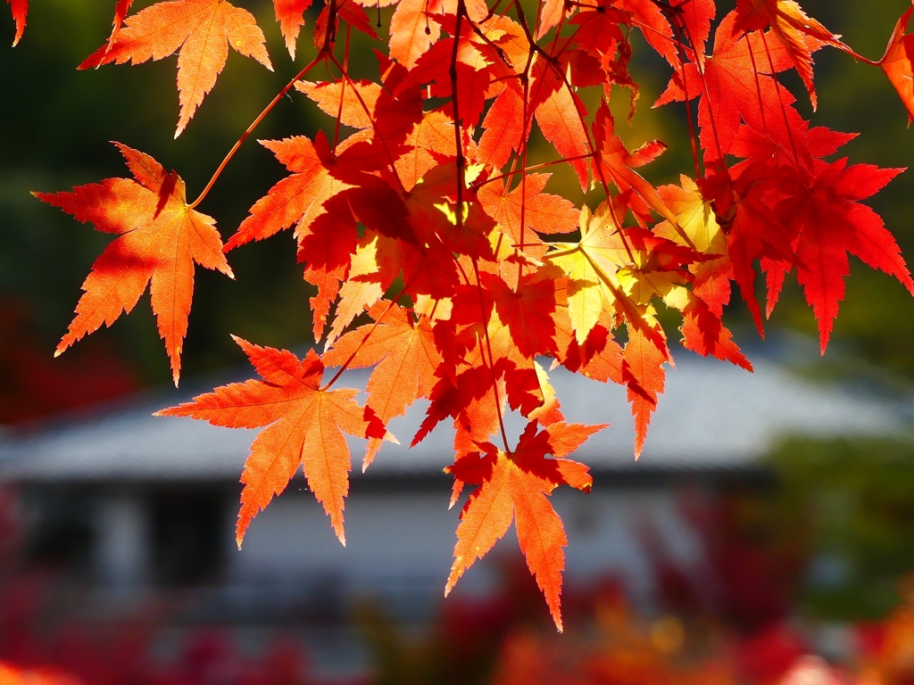 P1030486：永観堂＜京都の紅葉＞_R