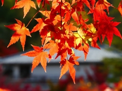P1030486：永観堂＜京都の紅葉＞_R