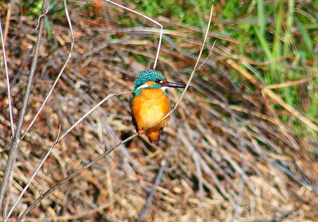 P4800398：カワセミ（オス）_R
