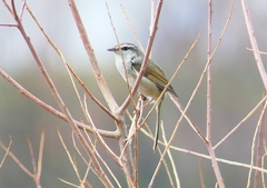 P1850481：ウグイス_R