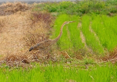 P1400357：ムラサキサギ_R