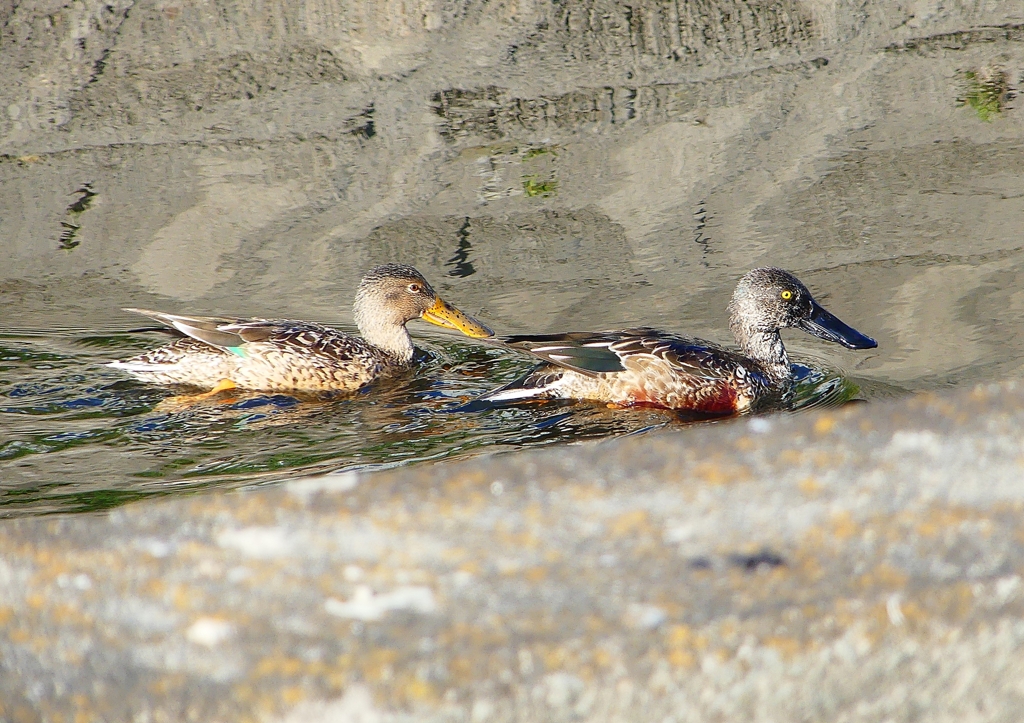 P1630509：ハシビロガモ_R
