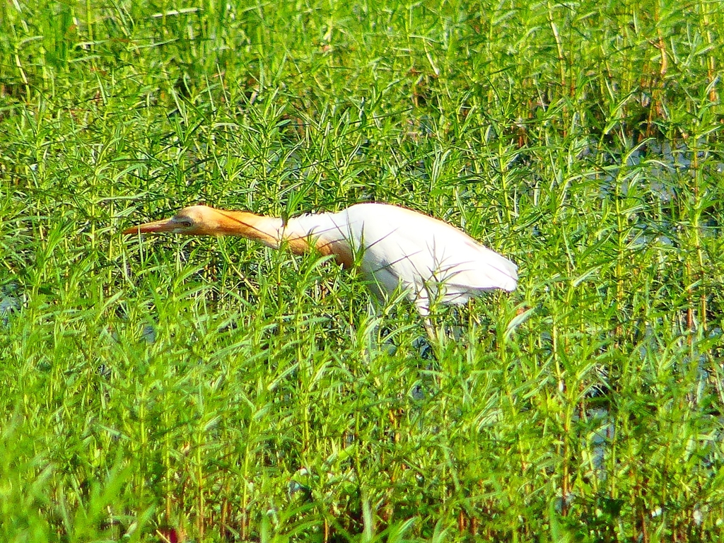 P1130011：アマサギ_R