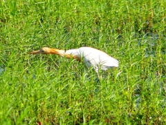 P1130011：アマサギ_R